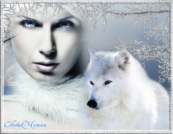 Песня одинокая волчица mp3. Одинокая волчица. Белый волк с голубыми глазами. Одинокая волчица девушка. Группа белый орёл одинокая волчица.