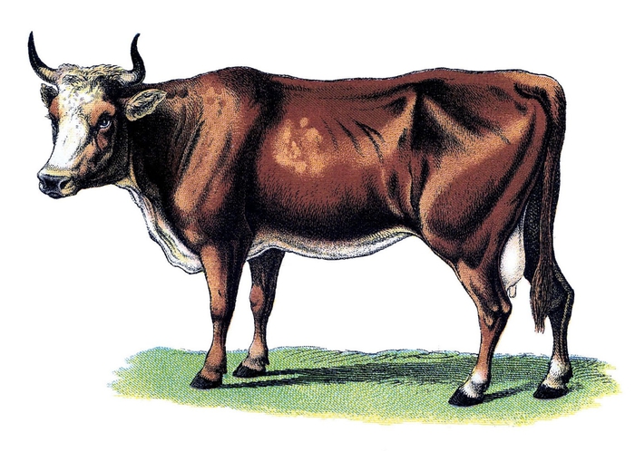 cows vintage image--graphicsfairy001b (700x498, 205Kb)
