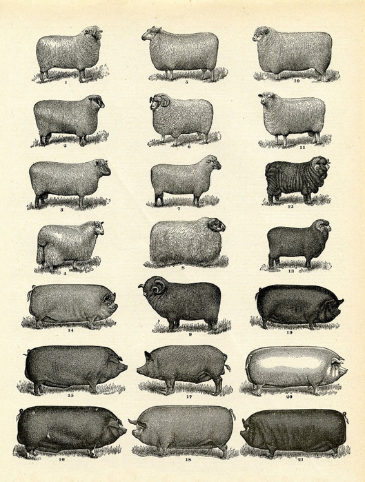 farm-animals-vintage-image--graphicsfairy004sm (529x700, 317Kb)