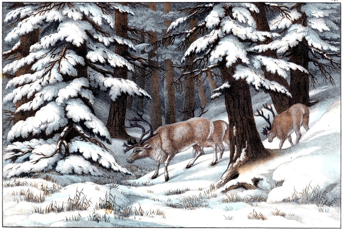 reindeer vintage image graphicsfairy006sm (700x469, 333Kb)