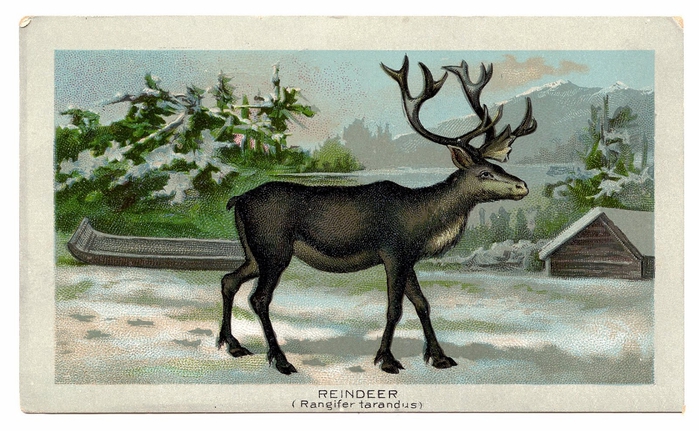 reindeer-graphicsfairy010b (700x431, 255Kb)