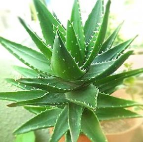 ----Aloe-arborescens (290x288, 19Kb)