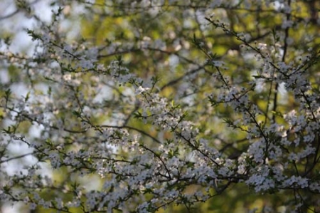 1359369620_original (450x299, 127Kb)