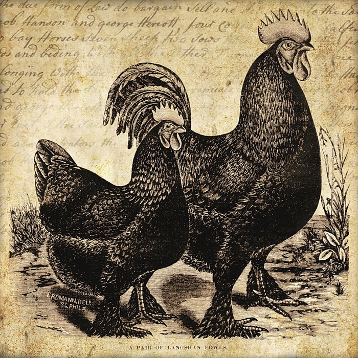 Rooster & hen 5x5 in ~ lilac-n-lavender (700x700, 521Kb)