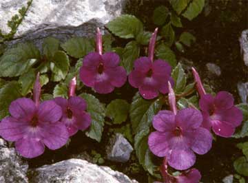 achimenes-in-flower (360x266, 14Kb)