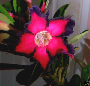 Цветок пустынная роза фото и описание