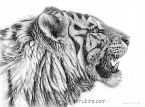 phoca_thumb_l_1-tiger-white (500x368, 45Kb)