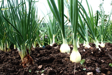 onions_07 (439x296, 124Kb)