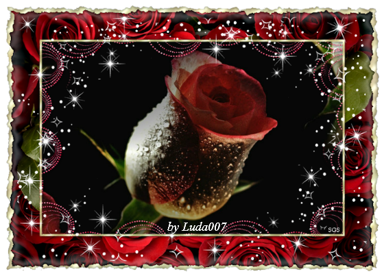 3427527_rozi (560x406, 431Kb)