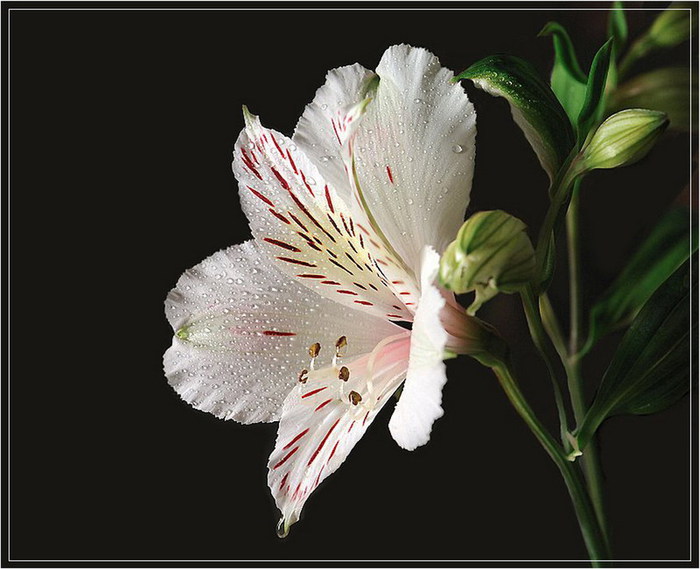 90843588_large_1 (700x569, 79Kb)