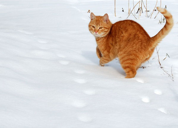 cats-and-snow-1 (600x431, 32Kb)