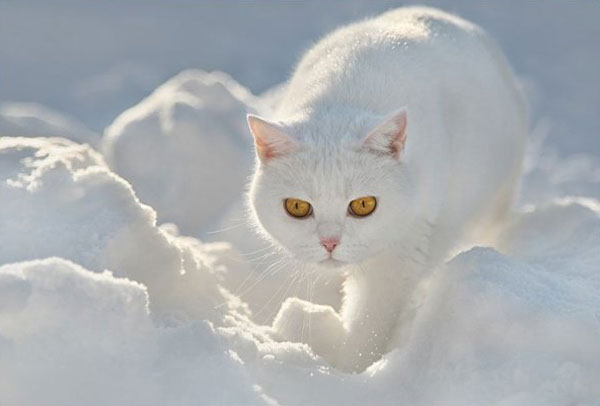 cats-and-snow-8 (600x406, 25Kb)