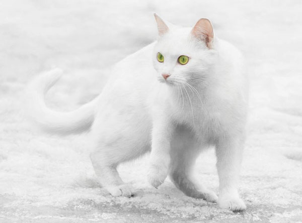cats-and-snow-10 (600x444, 26Kb)