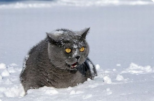 cats-and-snow-12 (600x393, 36Kb)