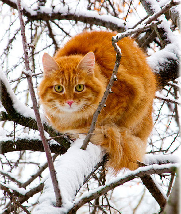 cats-and-snow-14 (590x700, 118Kb)