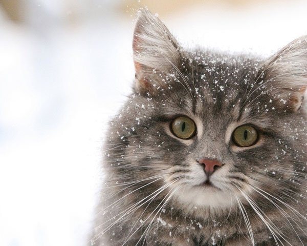 cats-and-snow-15 (600x480, 57Kb)