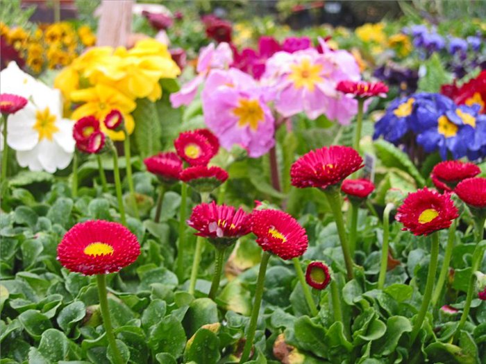 Bellis_perennis_05 (700x525, 88Kb)