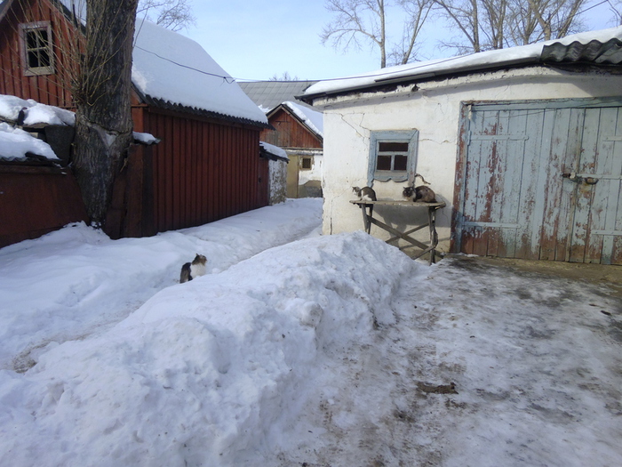 P1010331 (700x525, 224Kb)