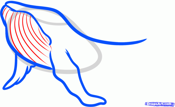how-to-draw-a-humpback-whale,-humpback-whale-step-4 (700x427, 30Kb)