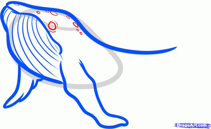 how-to-draw-a-humpback-whale,-humpback-whale-step-5 (700x427, 31Kb)