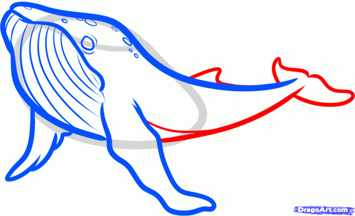 how-to-draw-a-humpback-whale,-humpback-whale-step-6 (700x427, 36Kb)