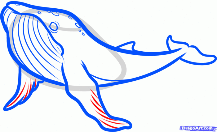 how-to-draw-a-humpback-whale,-humpback-whale-step-7 (700x427, 38Kb)