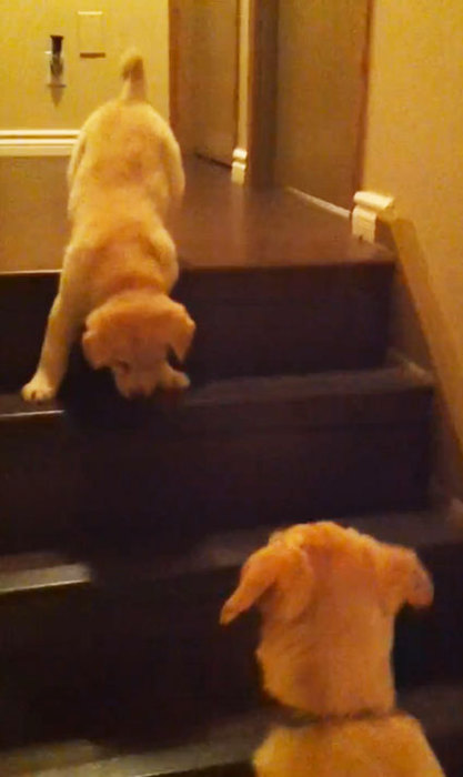 dog-teaches-puppy-stairs (417x700, 42Kb)