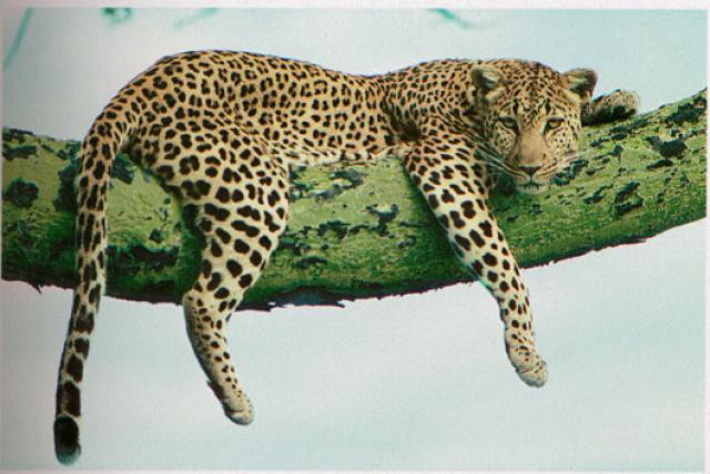 leopard (640x428, 67Kb)