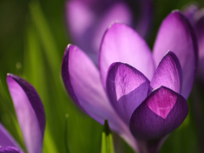 01528_crocus_1600x1200 (700x525, 186Kb)