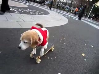 img_180428_skateboarding-dog-shows-off (320x240, 11Kb)