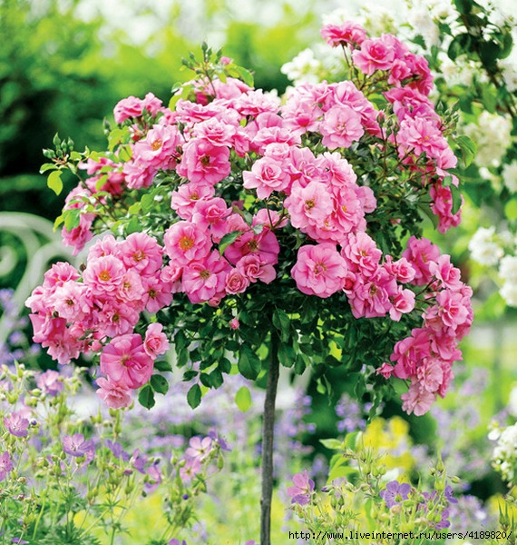 roses-in-garden-inspiration (570x600, 323Kb)