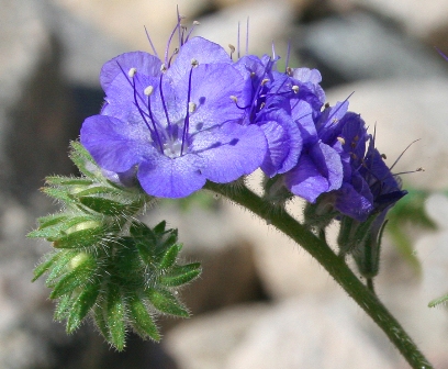 phacelia by grace clark for webpage (408x336, 113Kb)