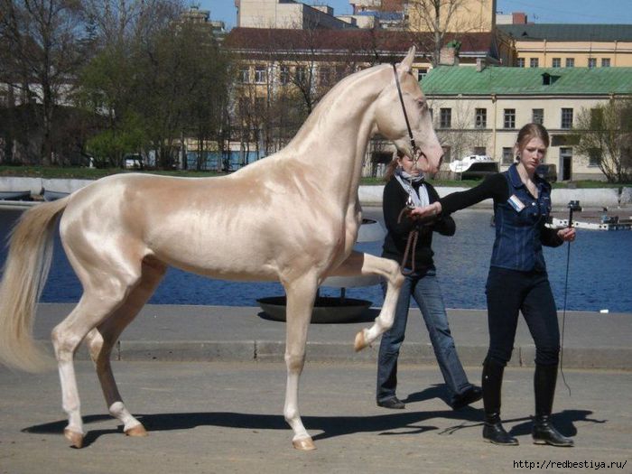 91094936_large_pretty_horse_01 (700x525, 181Kb)