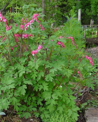 Dicentra_velikolepnaja_Dicentra_spectabilis (386x480, 64Kb)