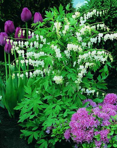 Dicentra-spectabilis-alba1 (400x506, 79Kb)