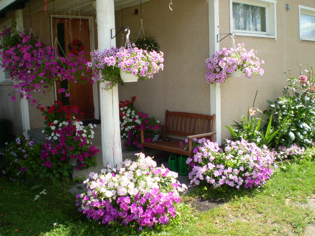 Ампельная петуния в беседке