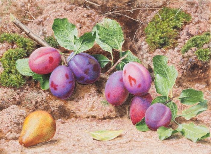 John Sherrin (English, Still 1819-1896)Life with Plums and a Pear on a Mossy Bank .1860 (700x511, 325Kb)