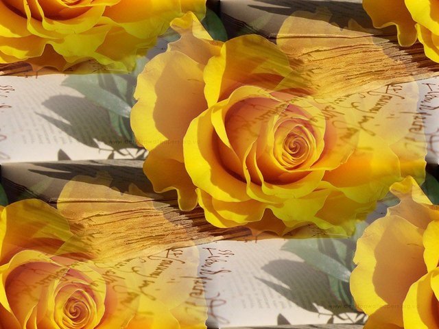 flor (213) (640x480, 68Kb)