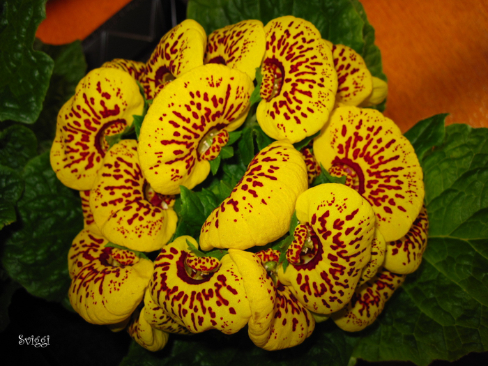 calceolaria 041 (700x525, 524Kb)