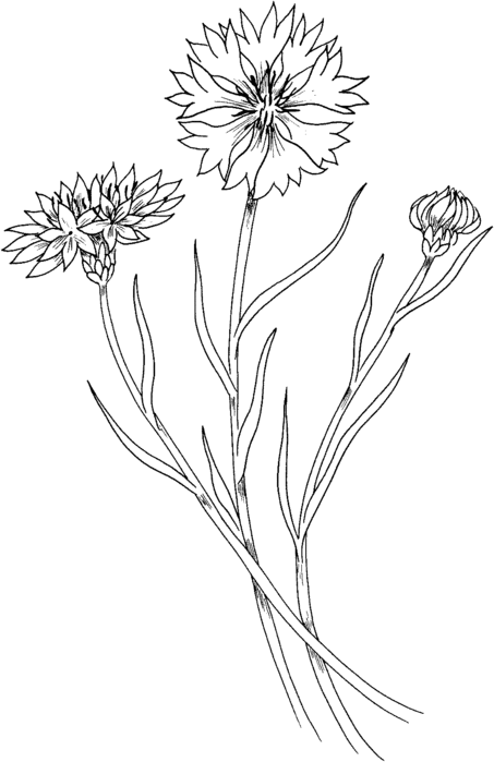 cornflower-coloring-page (453x700, 43Kb)