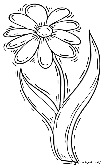 daisy-flower-coloring-page (1) (434x700, 125Kb)