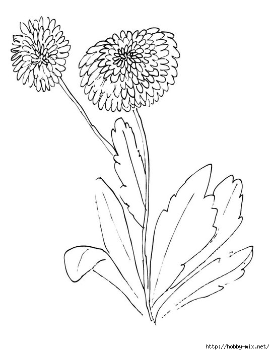 daisy-flower-coloring-page (540x700, 118Kb)