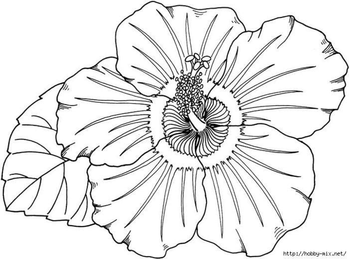 hibiscus-coloring-page (700x520, 158Kb)