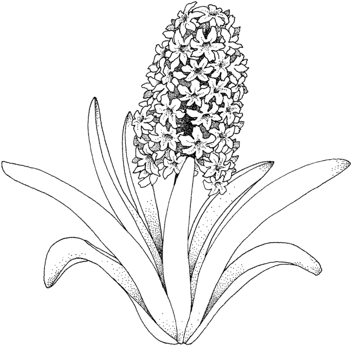 hyacinth-2-coloring-page (700x688, 76Kb)