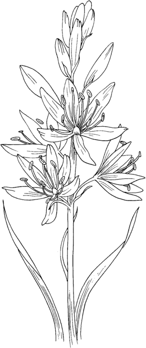 hyacinth-3-coloring-page (294x700, 42Kb)