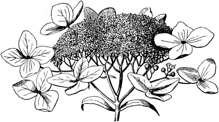 hydrangea-2-coloring-page (700x392, 92Kb)