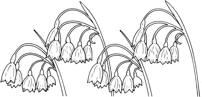 lily-of-the-valley-3-coloring-page (700x336, 50Kb)