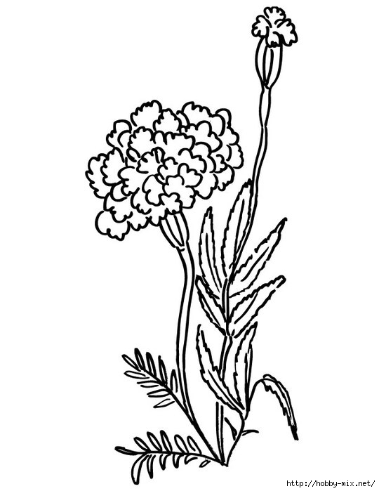 marigolds-coloring-page (540x700, 113Kb)