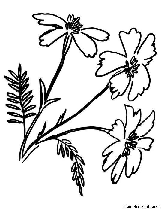 Tagetes-Marigolds-coloring-page (540x700, 135Kb)