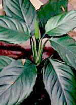 Aglaonema modestum Schutt (150x206, 6Kb)